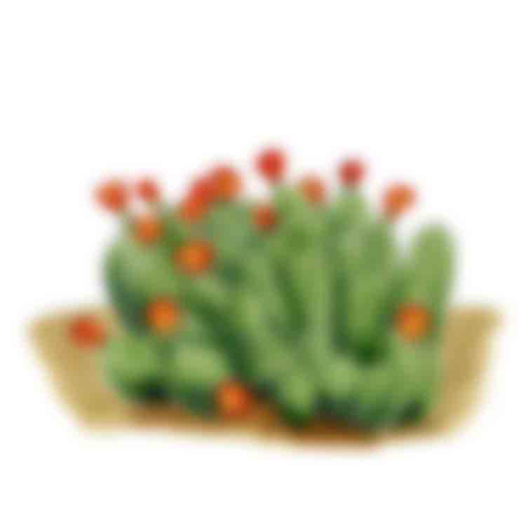 Arizona Claret Cup Cactus (Echinocereus arizonicus)