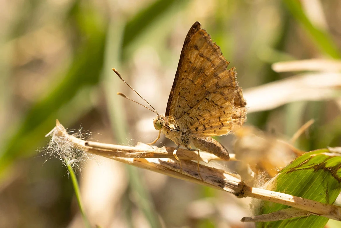 Arizona Metalmark (Calephelis arizonensis), Patagonia Lake, Arizona