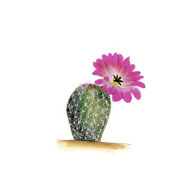 Watercolor illustration of an Arizona rainbow cactus (Echinocereus rigidissimus), a pink-banded column with a large magenta flower.