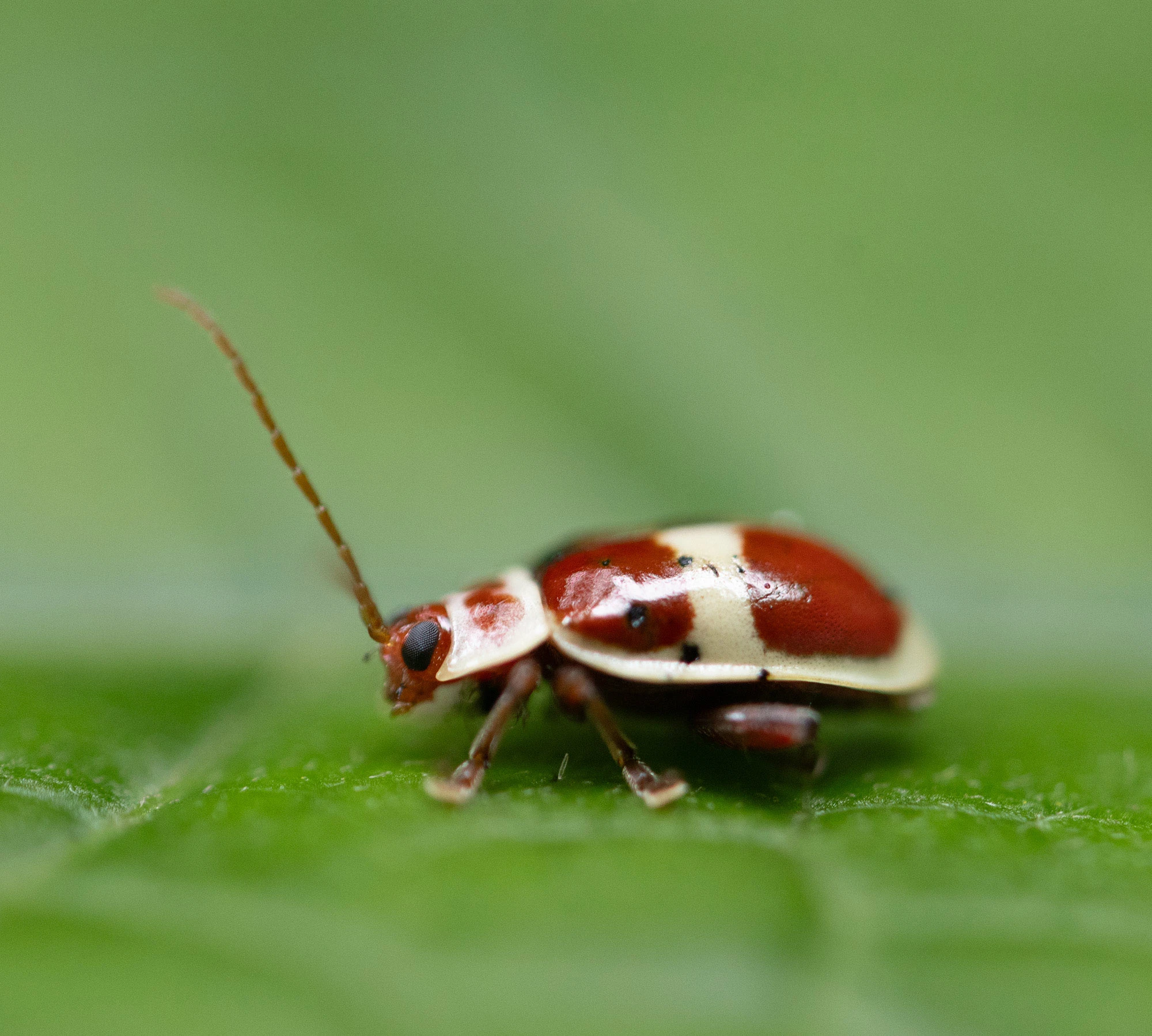 Asphaera discicollis flea beetle on a green leaf along the Río Guayabo in Costa Rica, its red and cream patterned body sharply defined against the soft background.
