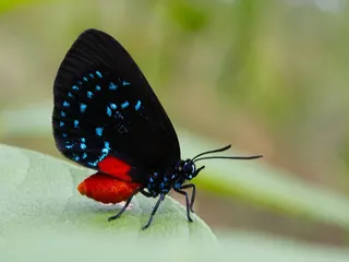 Atala butterfly, black wings dotted with iridescent blue and a red-orange abdomen, resting on a leaf