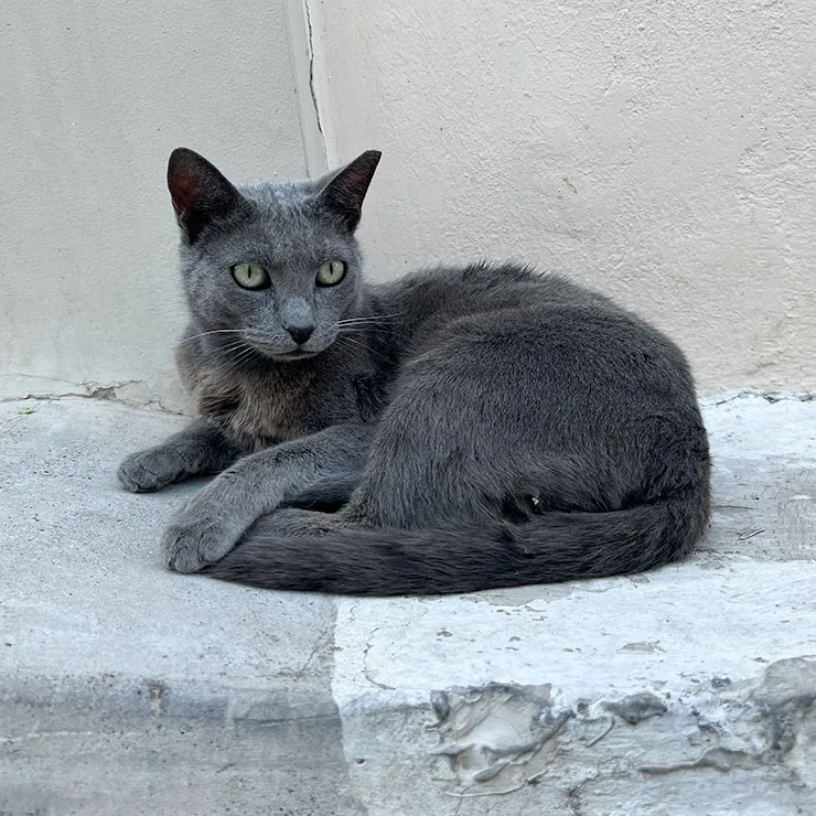 Grey stray cat with an angular face sitting confidently on stone steps in Anafiotika, the oldest neighborhood in Athens.