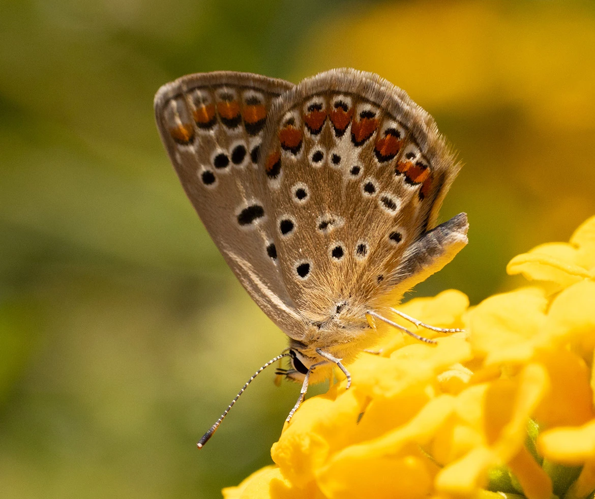 Austaut's Blue (Polyommatus celina), Vittoria, Sicily, Italy