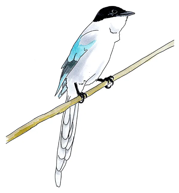 Watercolor and Copic marker sketch of an Azure-winged Magpie (Cyanopica cyanus), by Erik Gauger.