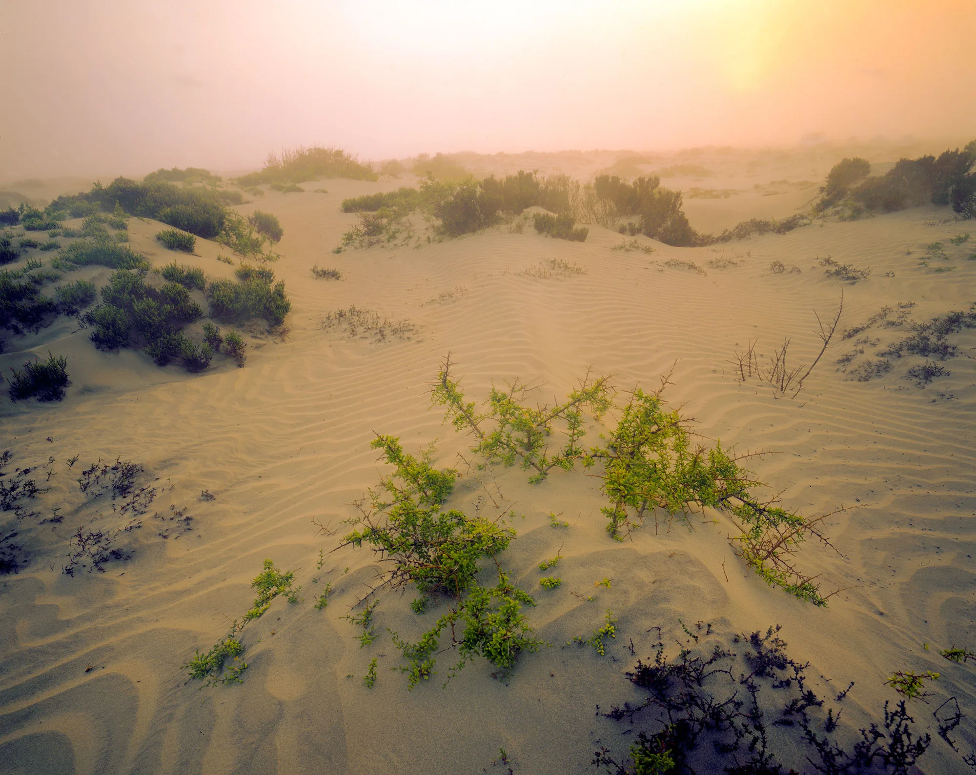 Scrub and patterns in the Baja desert dunes