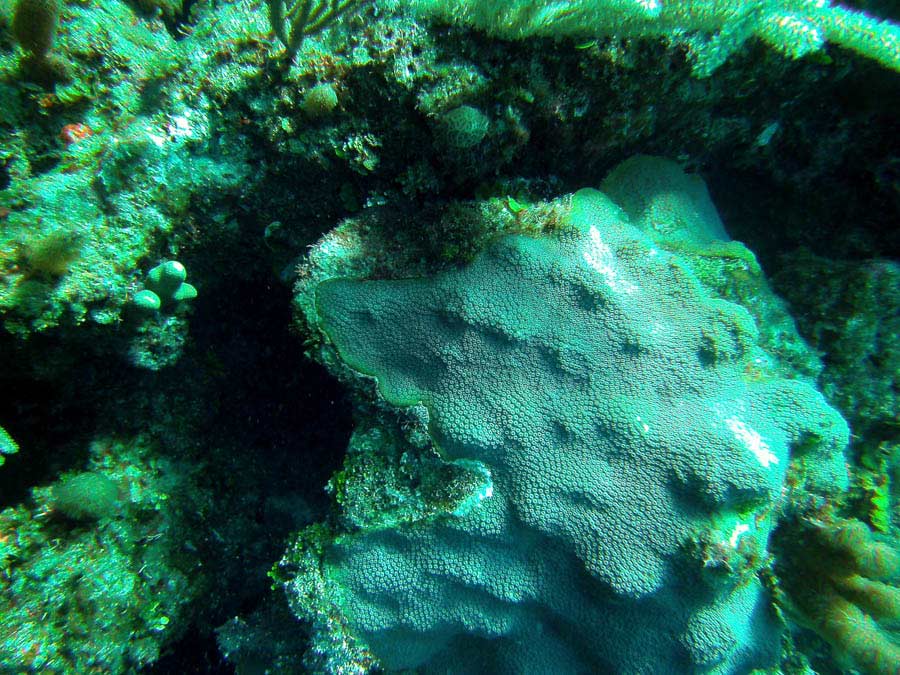 Guana Cay Coral Issues