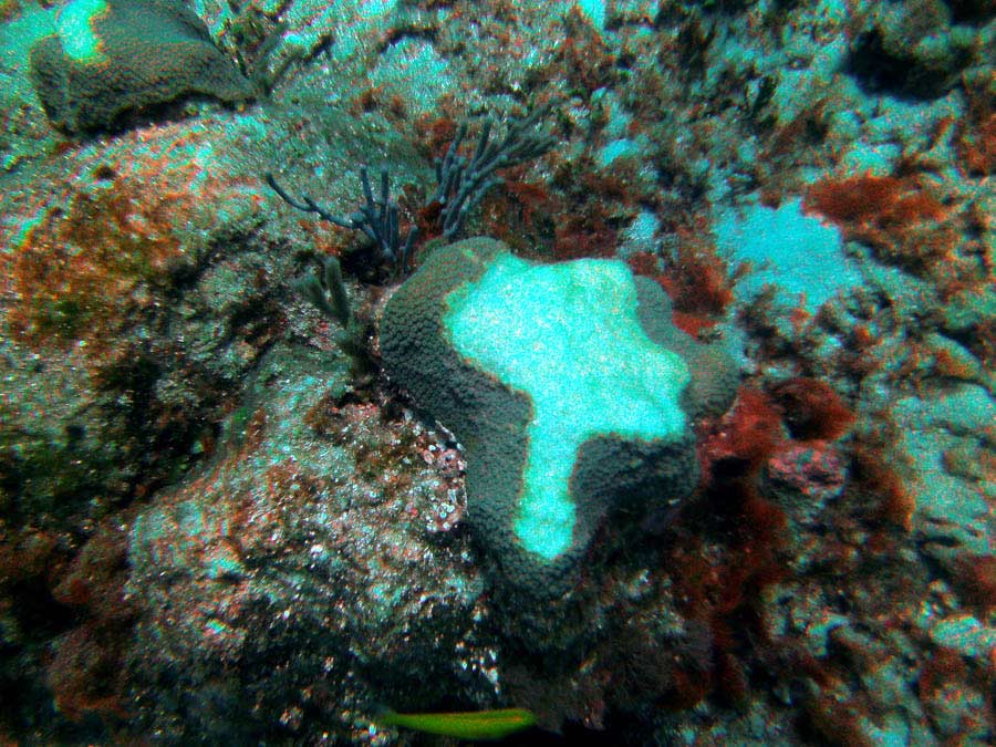 Guana Cay Coral Issues