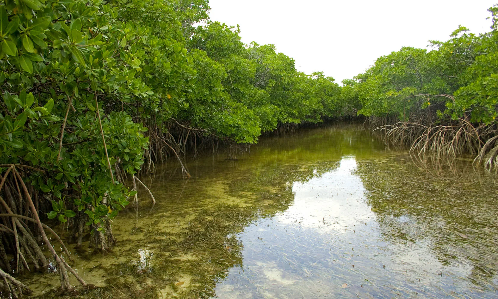A quiet mangrove channel lined with red mangroves and their prop roots over clear shallow water, Baker's Bay