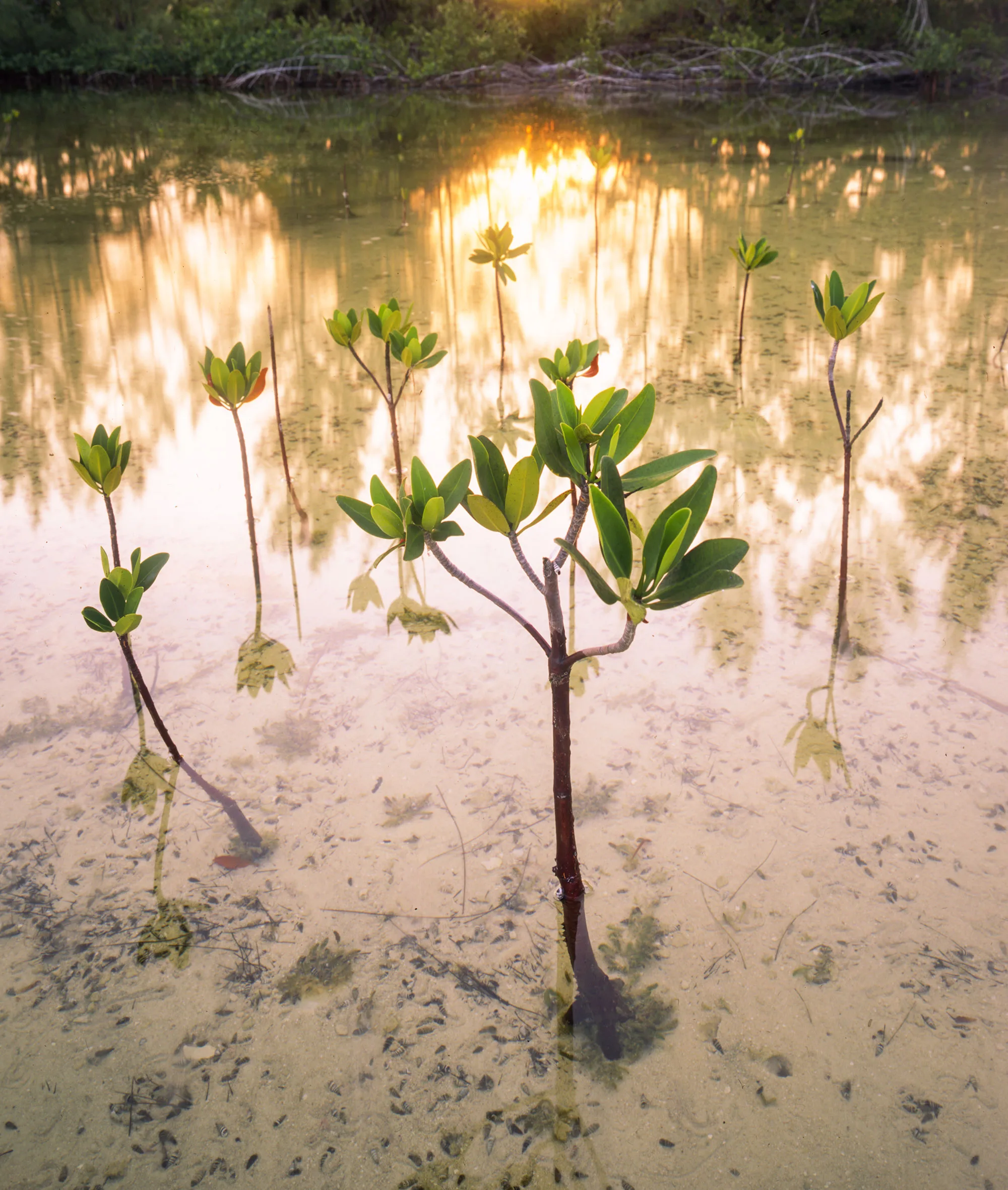 An early morning photograph of a Red Mangrove sapling shows the delicate young tree bathed in soft, golden light, standing resiliently amidst a tranquil coastal landscape, moments before it is to be bulldozed by the encroaching Bakers Bay golf course development.