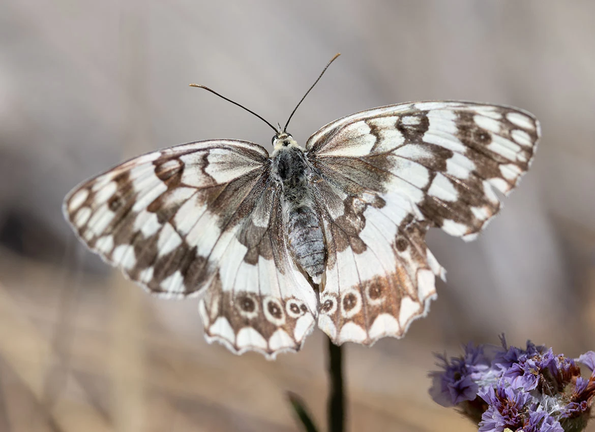 Balkan Marbled White (Melanargia larissa), Paros Park, Paros, Greece