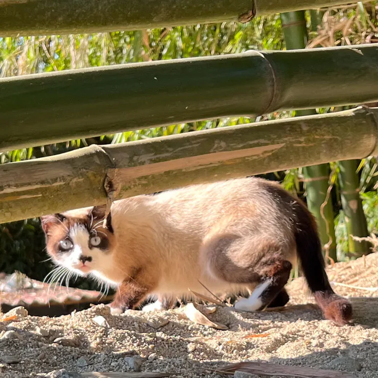 Village cat among stands of Guadua bamboo in the Santa Marta mountains of Colombia.