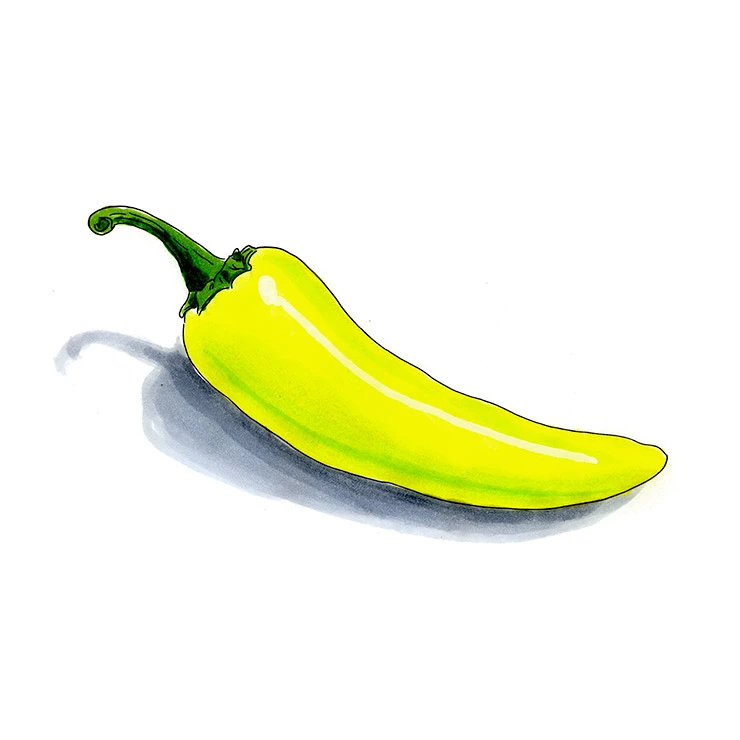 Banana pepper illustrated in watercolor and ink on a white background