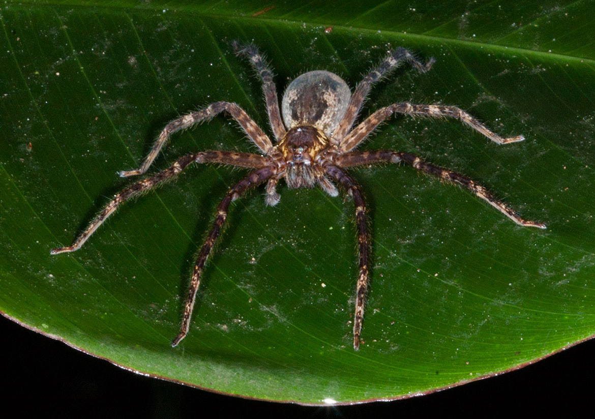 Banana Spider (Cupiennius getazi) from El Valle de Antón, Panama, resting on a broad green leaf