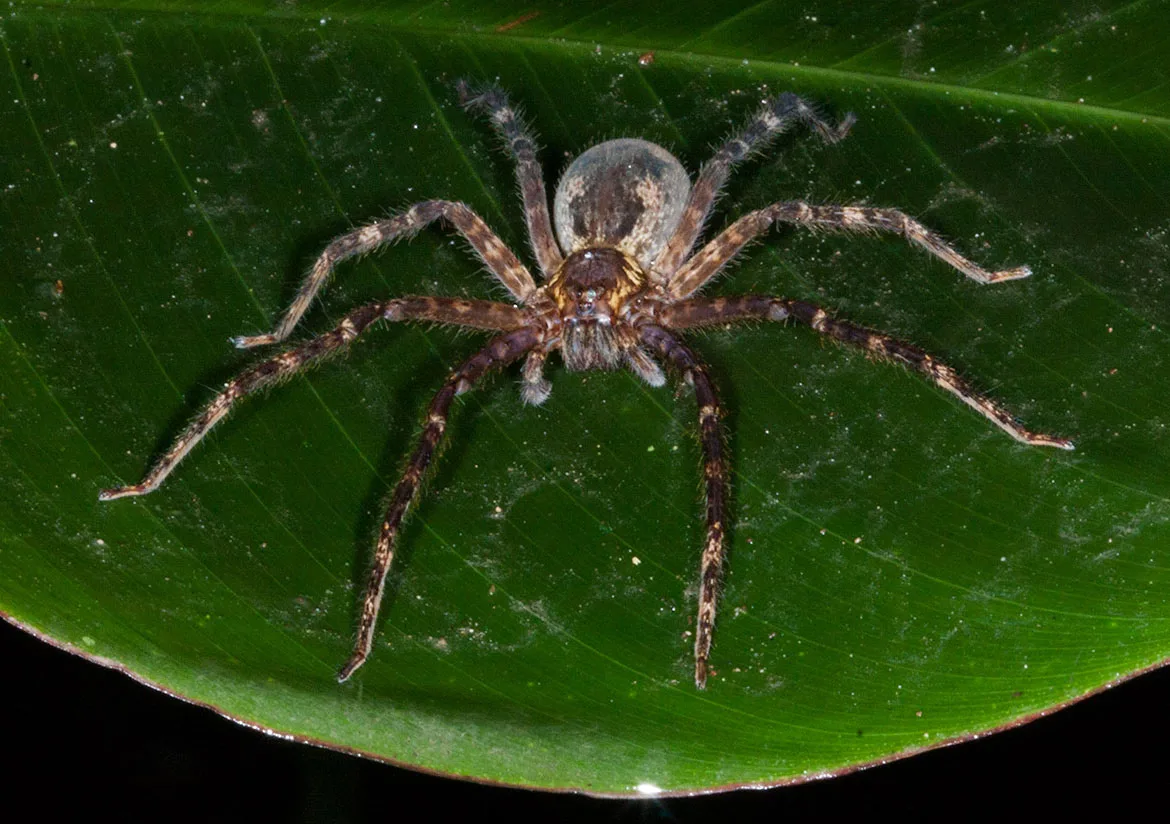 Banana Spider (Cupiennius getazi) from El Valle de Antón, Panama, resting on a broad green leaf