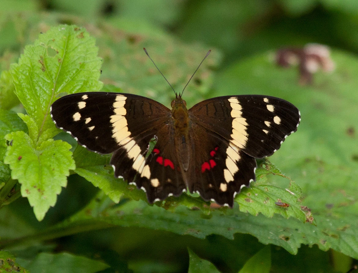 Banded Peacock (Papilio crino), Gamboa, Panama