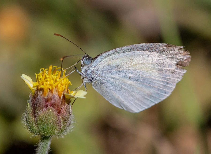 Female Barred Yellow butterfly, Guanacaste Province, Costa Rica