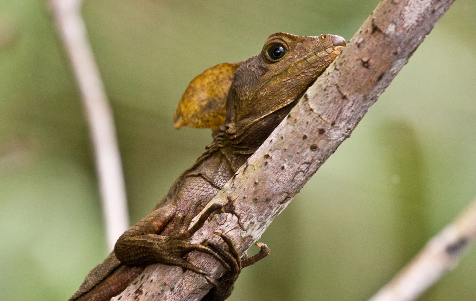 A common basilisk (Basiliscus basiliscus) with a raised head crest clinging to a branch in the rainforest, Honduras