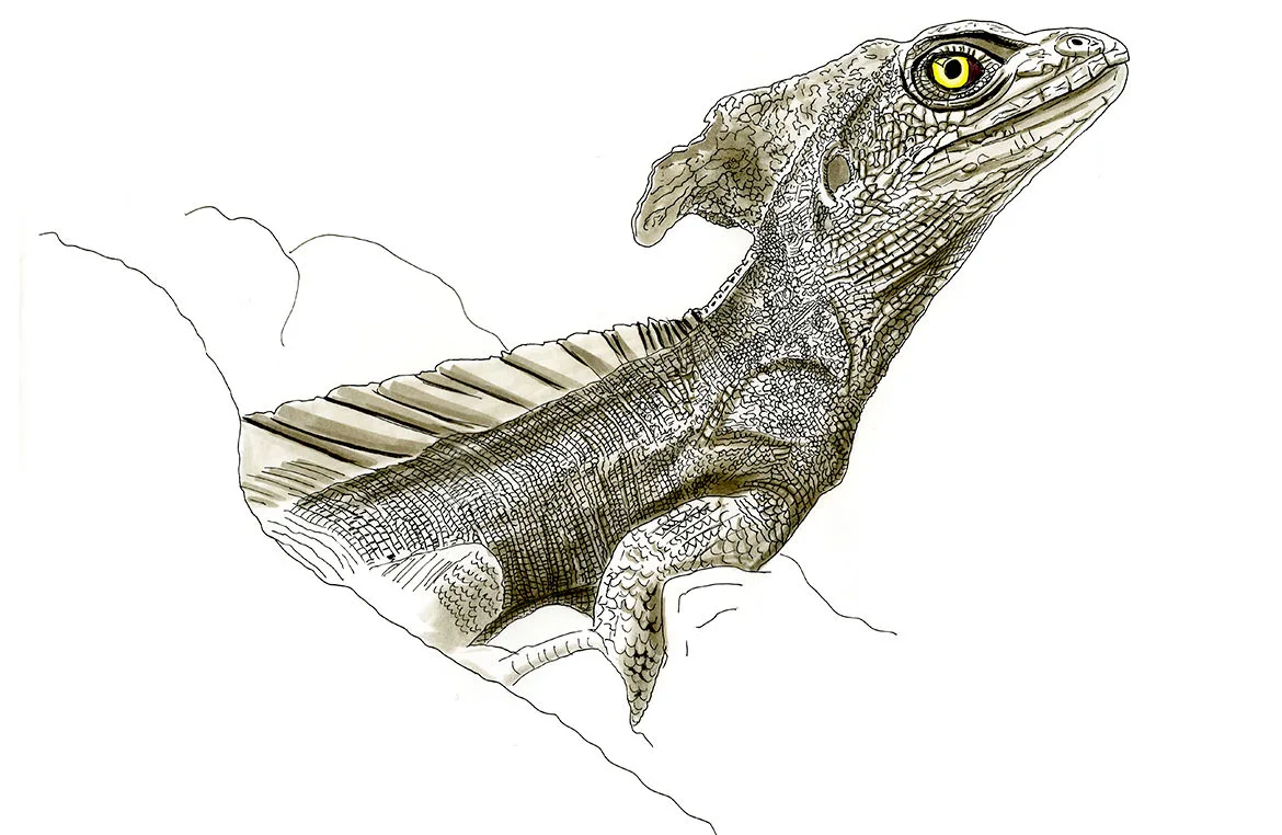 Ink and wash illustration of a common basilisk lizard, its tall head crest raised