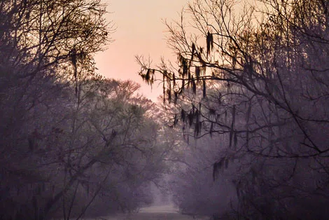 Catfish Heaven: Winter on the Louisiana Bayou