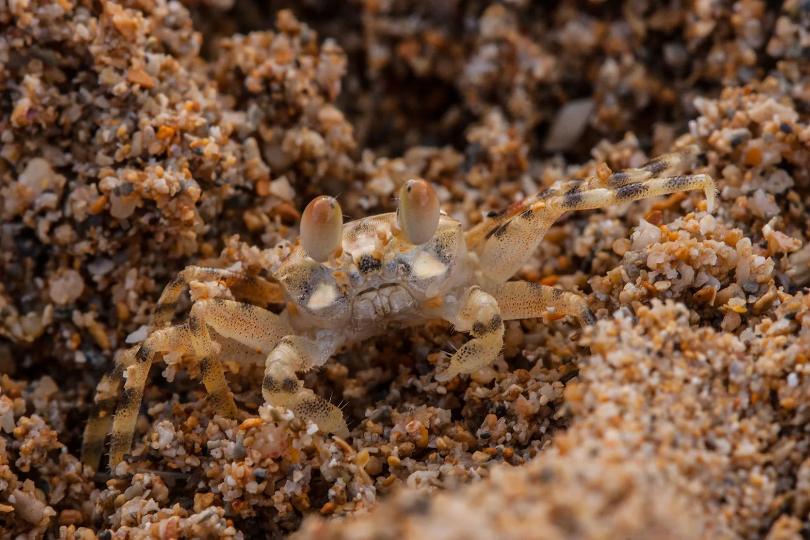 A pale ghost crab half-hidden in coarse sand near a drainage outlet at Anini Beach, Kauai.