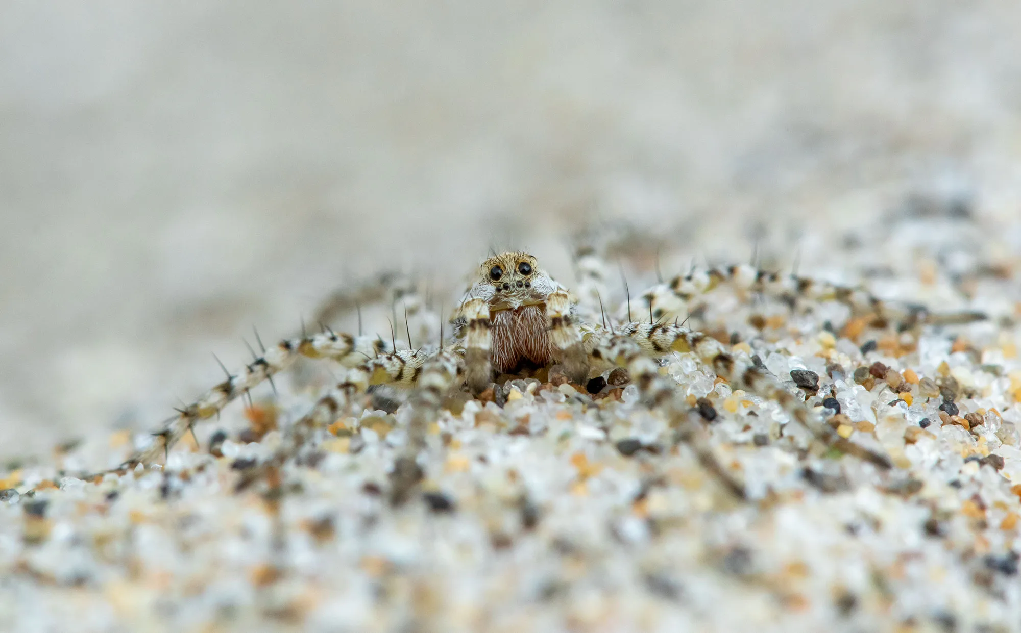 Beach Wolf Spider on the Oregon Coast backpacking trail