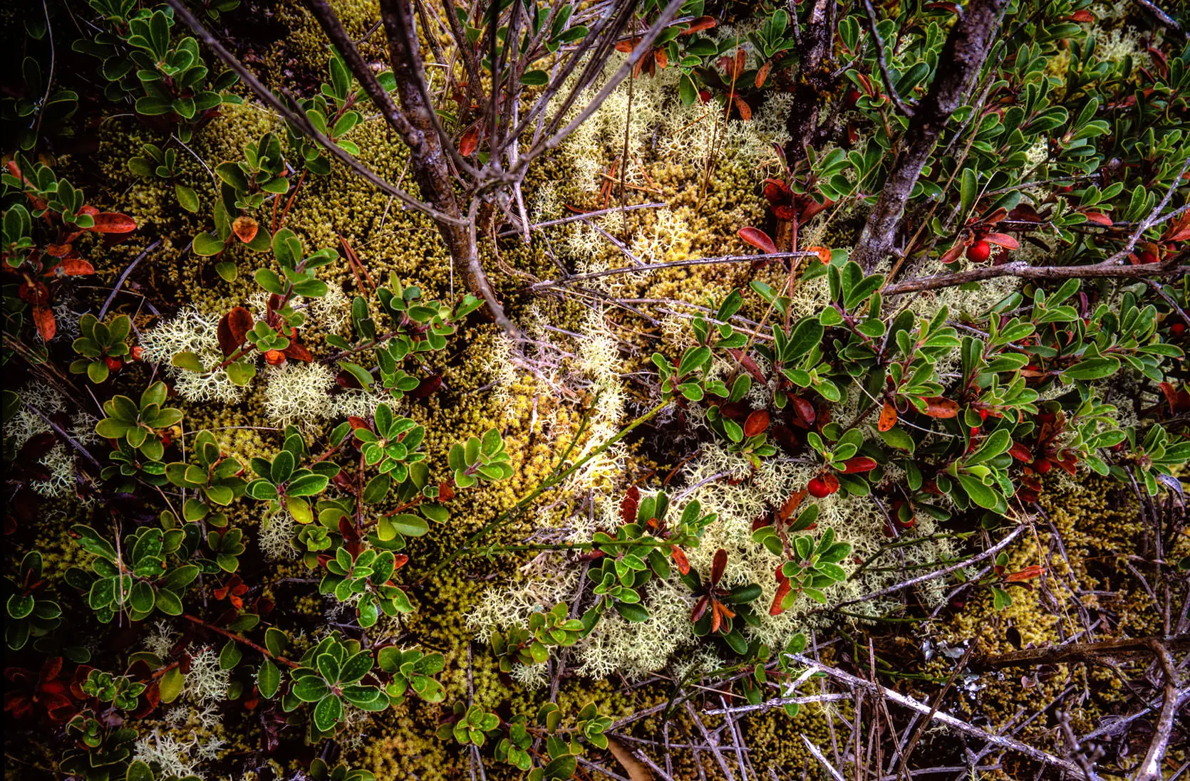 Close-up of the dune floor — glossy green bearberry leaves with red berries, pale reindeer lichen and moss