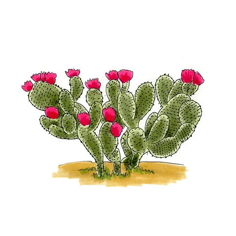 Watercolor illustration of a beavertail pricklypear (Opuntia basilaris), gray-green pads lined with bright magenta flowers.
