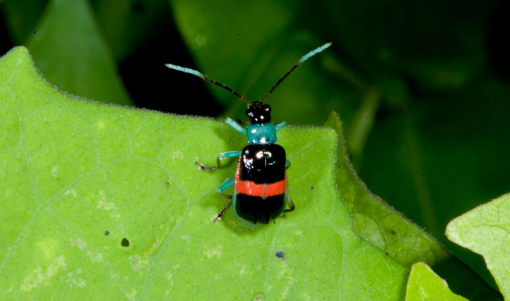 A brightly colored beetle with a teal head and red-and-black banded body on a leaf on Volcán Mombacho, Nicaragua.