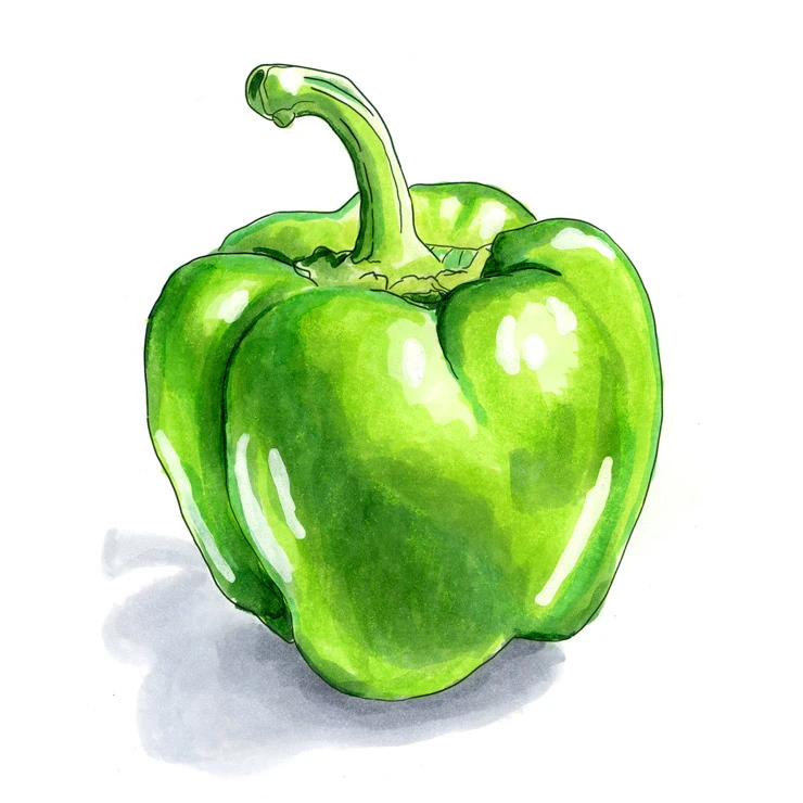Bell pepper illustrated in watercolor and ink on a white background
