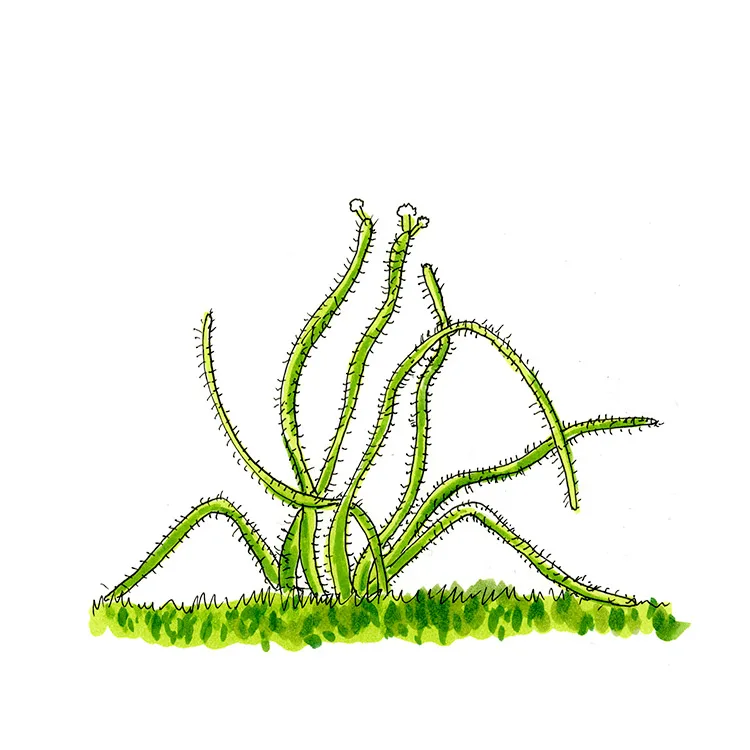 Watercolor illustration of Bello's leptocereus (Leptocereus quadricostatus), thin sprawling green stems arching from grass.