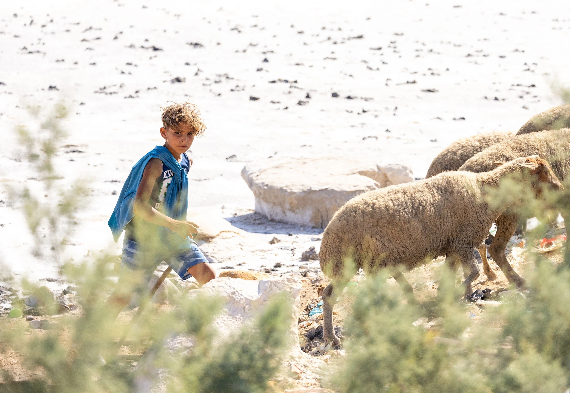 Young shepherd walking beside several sheep along the bright, salt-crusted shore of Lake Sijoumi, partially framed by shrubs in the foreground.