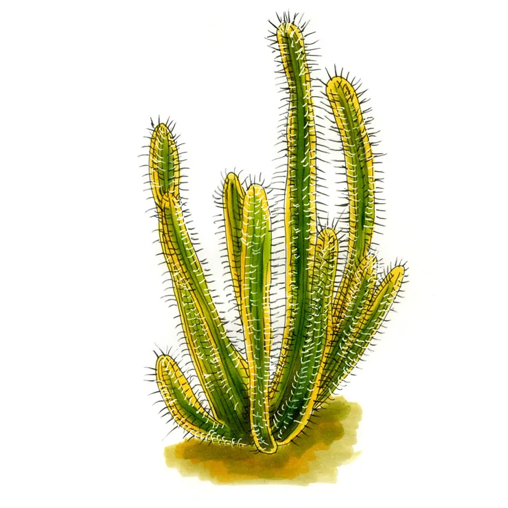 Watercolor illustration of a snake cactus (Bergerocactus emoryi), a cluster of upright columns covered in golden spines.