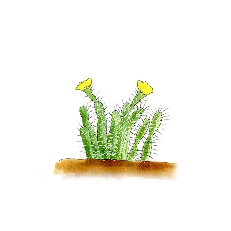 Watercolor illustration of a Big Bend pricklypear (Grusonia aggeria), a small clump of spiny stems with yellow flowers.