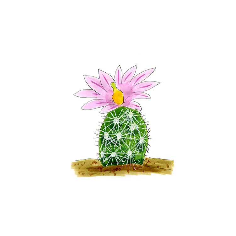 Watercolor illustration of a birdfoot cactus (Escobaria minima), a tiny spiny column topped by a large pink flower.