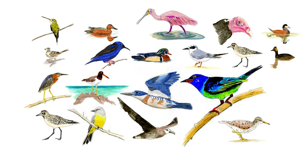Watercolor illustrations of North American birds