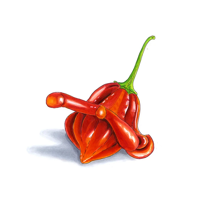 Bishop's Crown pepper illustrated in watercolor and ink on a white background