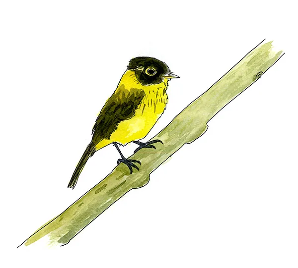 Watercolor and Copic marker sketch of a Black-capped Flycatcher (Myiozetetes granadensis), by Erik Gauger.