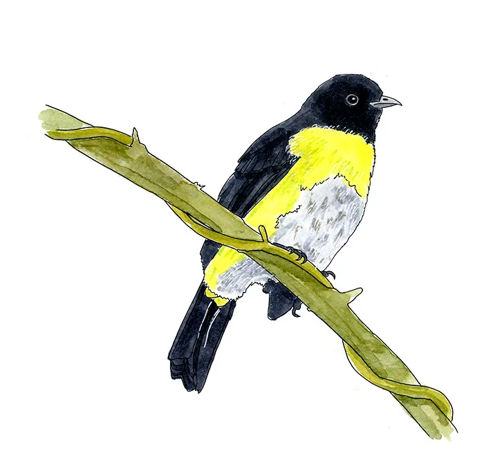 Watercolor and Copic marker sketch of a Black-capped Silky-Flycatcher (Phainoptila melanoxantha), by Erik Gauger.