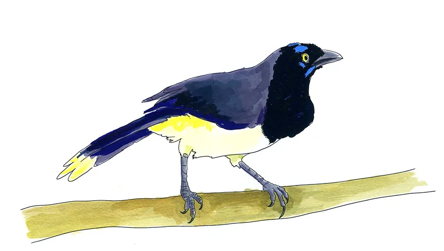 Watercolor and Copic marker sketch of a Black-chested Jay (Cyanocorax affinis), by Erik Gauger.