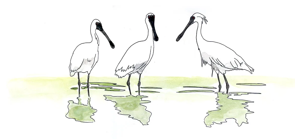 Black-faced Spoonbills feeding at Ganghwa Island