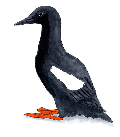 Watercolor and Copic marker sketch of a Black Guillemot (Cepphus grylle), by Erik Gauger.