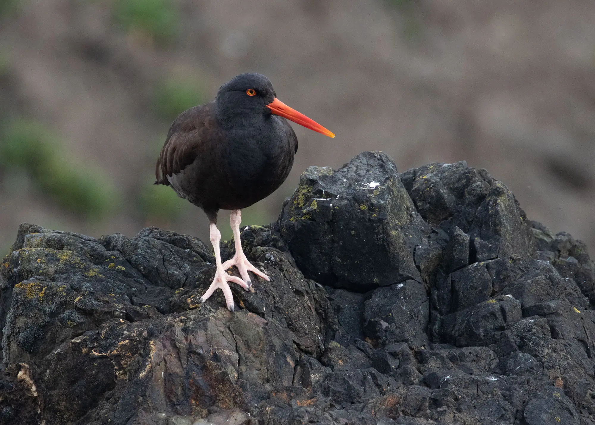 Black Oystercatcher standing on volcanic coastal rocks at Shi Shi Beach, Olympic Peninsula.