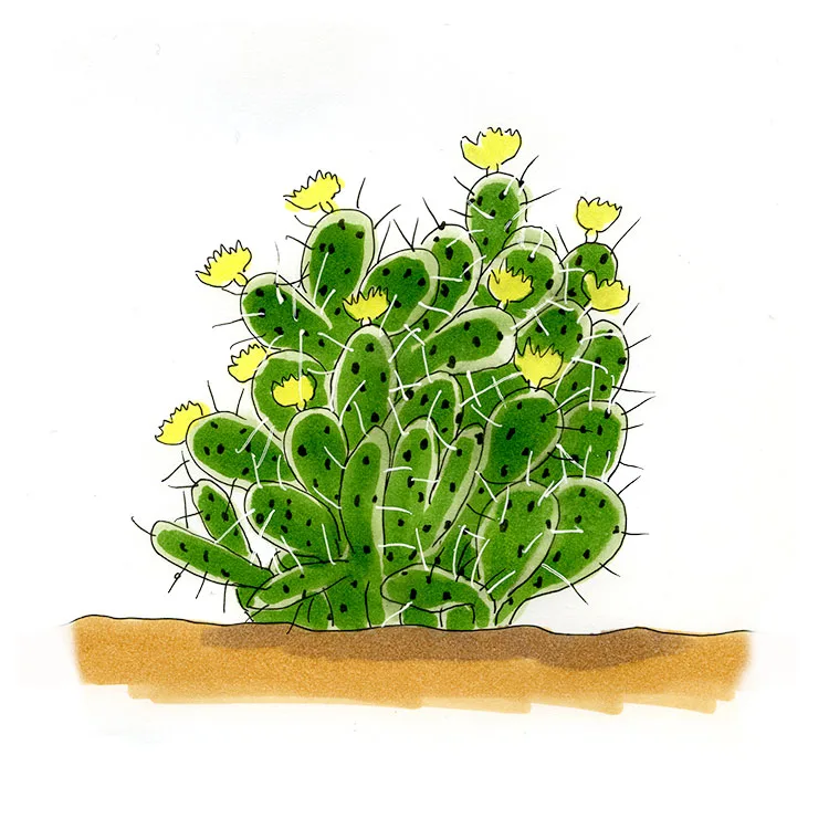 Watercolor illustration of a black-spined pricklypear (Opuntia atrispina), a dense clump of pads with yellow flowers.