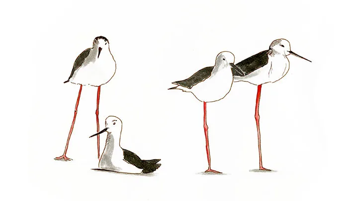 Watercolor and Copic marker sketch of a Black-winged Stilt (Himantopus himantopus), by Erik Gauger.