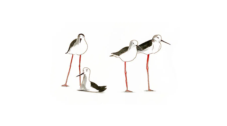 Sketch by Erik Gauger of black-winged stilts on the Oued Igrounzer near Diabat, Morocco