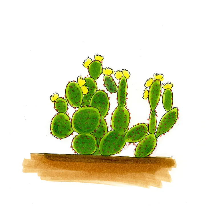 Watercolor illustration of a blind cactus (Opuntia rufida), round pads without long spines, edged with yellow blooms.