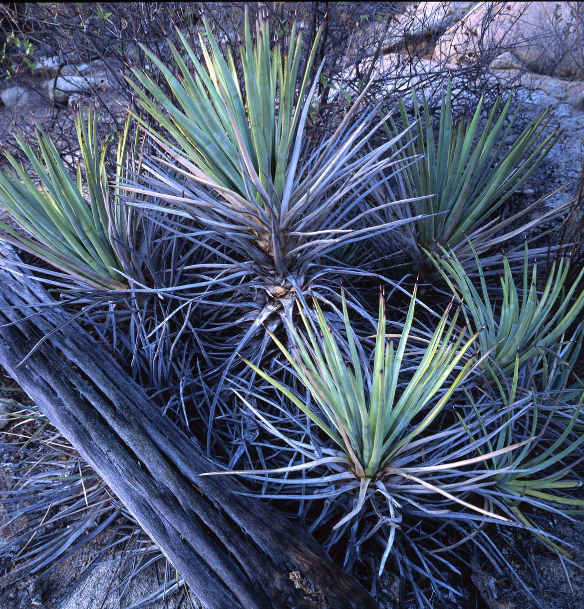Blue Agave in the Baja Norte desert, with spiked leaves stretching upward
