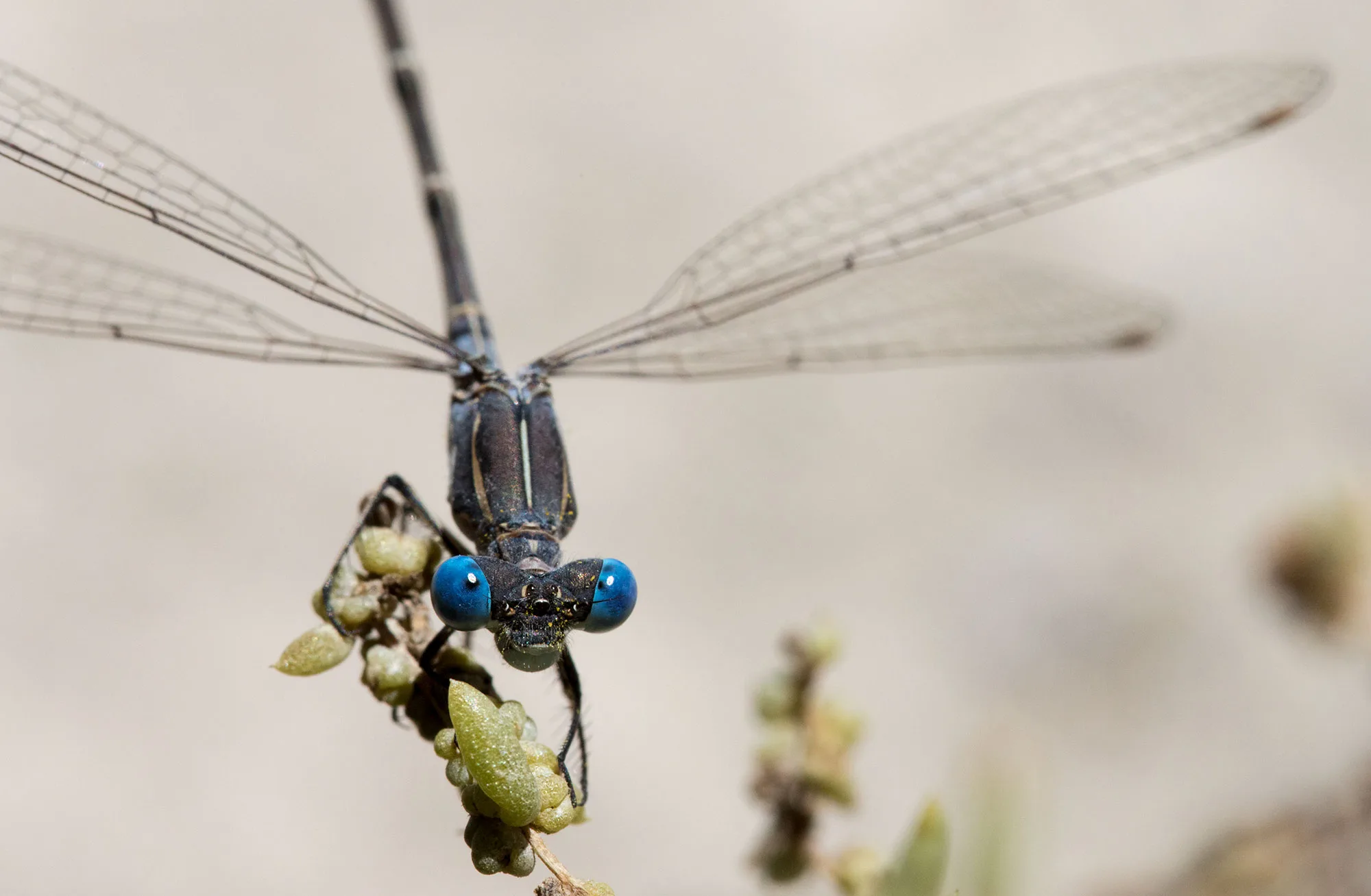 A blue-eyed spreadwing damselfly clinging head-down to a dry seedhead, wings held open