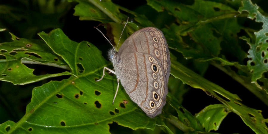 Blue-gray Satyr (Magneuptychia libye), Caribbean coast, Panama