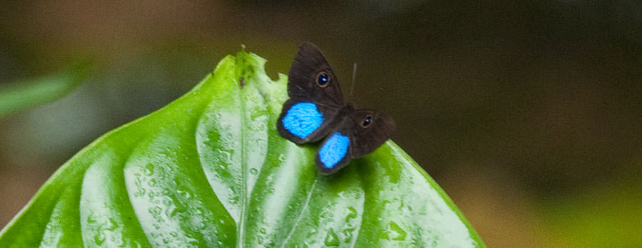 Blue-patched Eyed-Metalmark, (Mesosemia coelestis), Panama